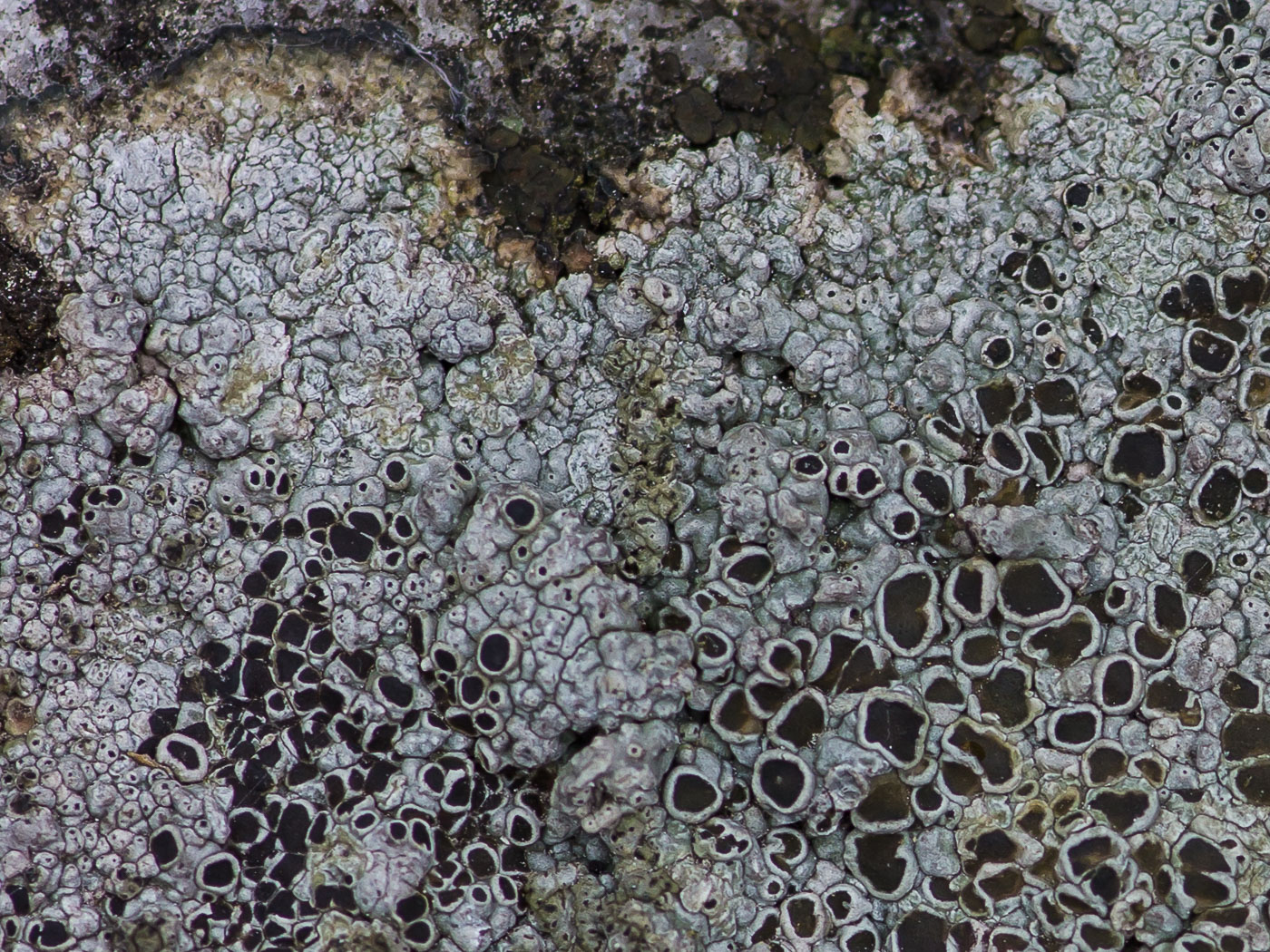 Изображение особи Lecanora campestris.