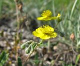 Helianthemum cretophilum. Соцветие. Украина, Донецкая обл., Славянский р-н, окр. пос. Богородичное (Locus classicus), меловой склон. 14.06.2010.