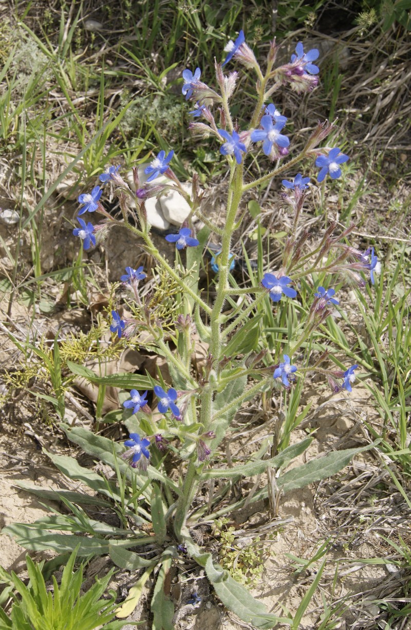 Image of Anchusa azurea specimen.