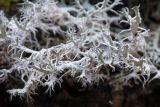 Anaptychia ciliaris
