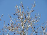 Populus laurifolia. Часть верхушки взрослого дерева с распускающимися генеративными почками. Магаданская обл., г. Магадан, окр. мкр-н Снежная Долина, р. Дукча, пойменный ивняк. 06.06.2015.