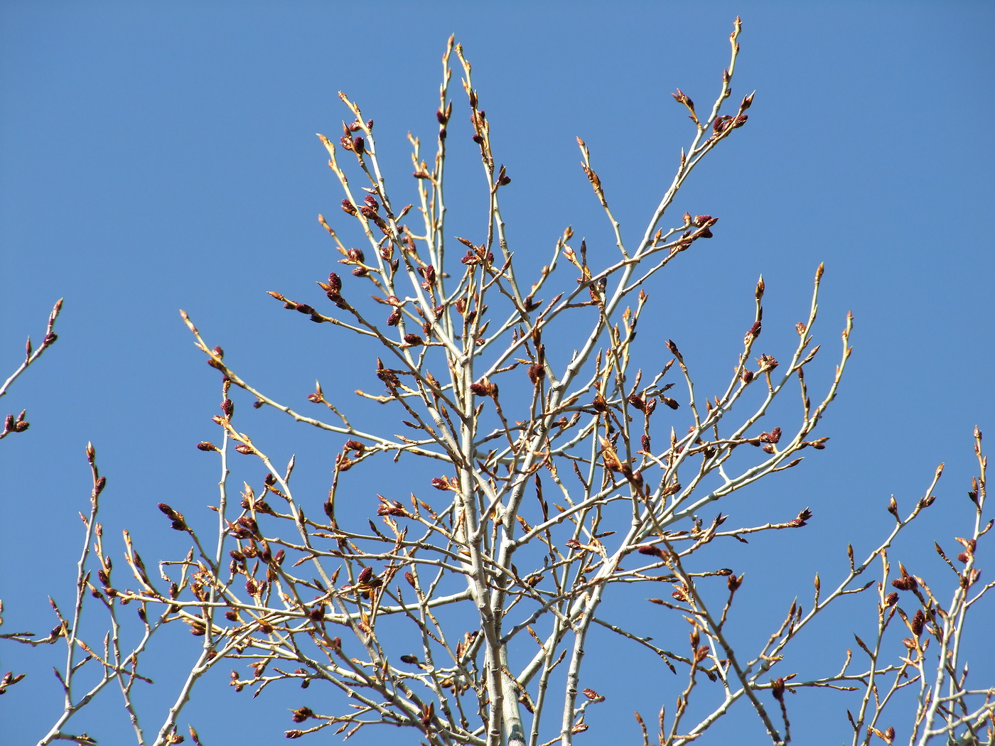 Image of Populus laurifolia specimen.