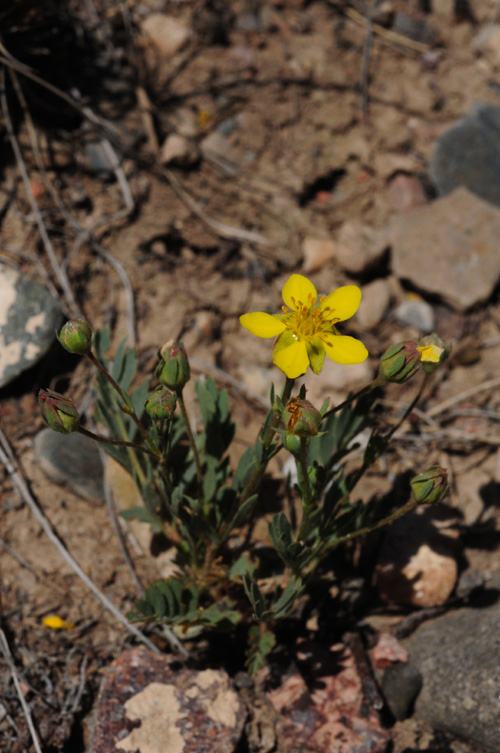 Image of Potentilla orientalis specimen.