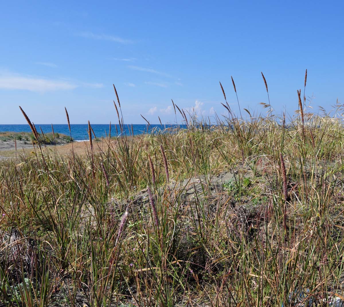 Image of Imperata cylindrica specimen.