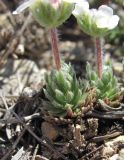 Androsace barbulata