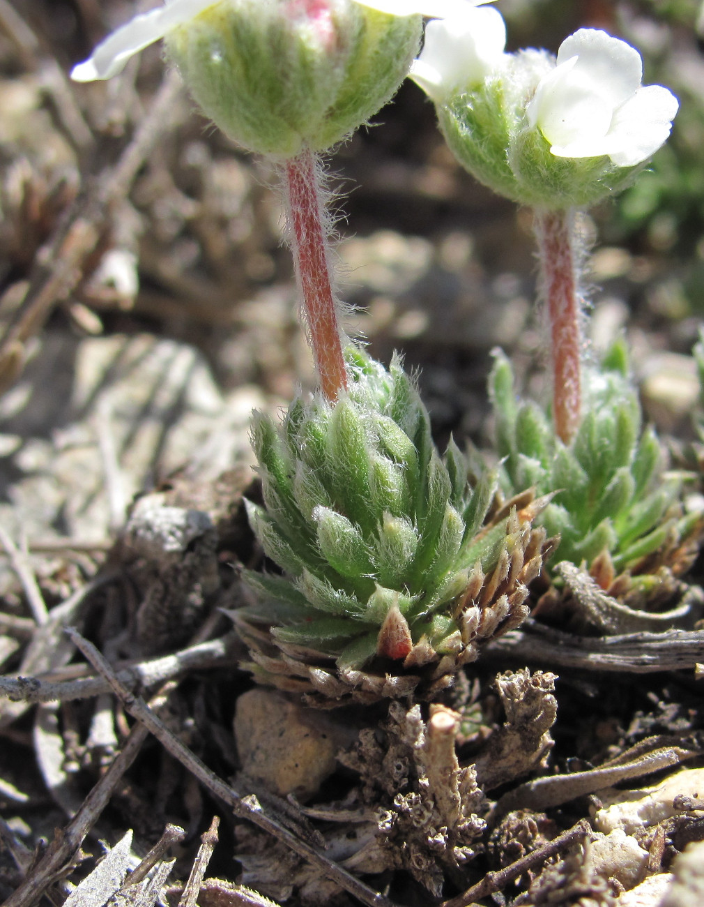 Image of Androsace barbulata specimen.