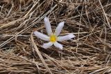 род Colchicum. Цветущее растение. Турция, ил Ардахан, окр. крепости Кирнав, правый высокий берег р. Чайкелик, выс. ок. 1780 м н.у.м., луг. 15.04.2019.