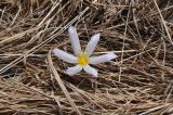 Colchicum