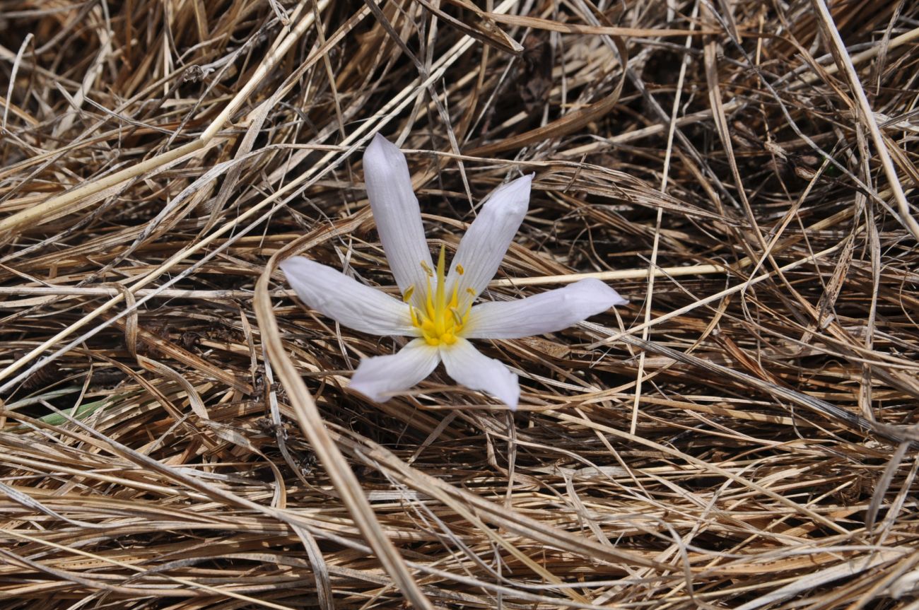 Image of genus Colchicum specimen.