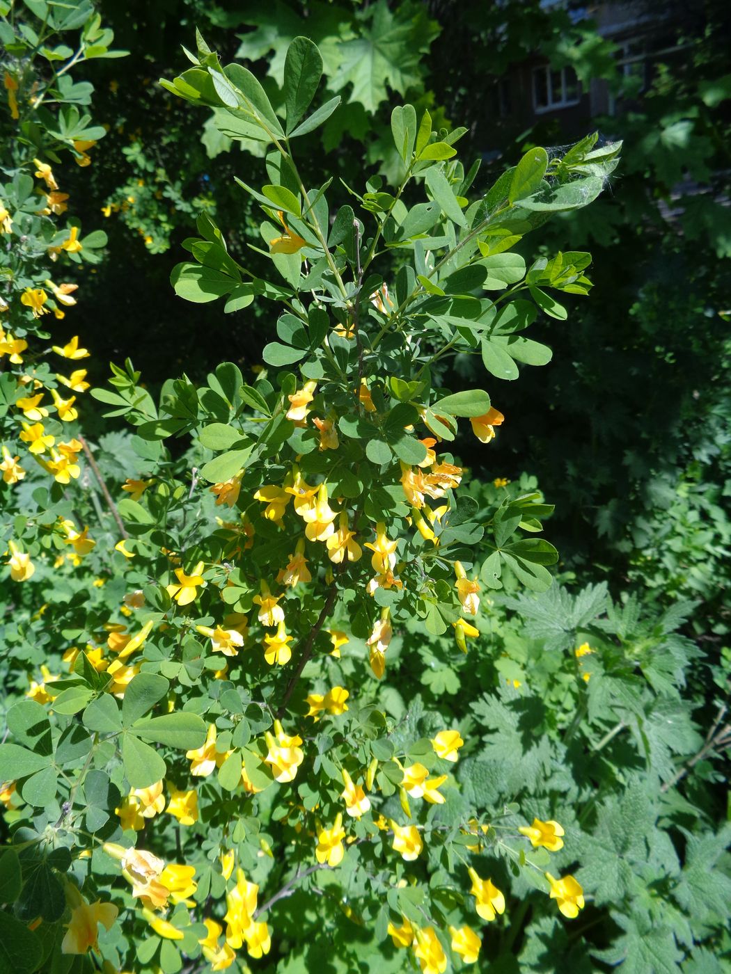 Image of Caragana frutex specimen.