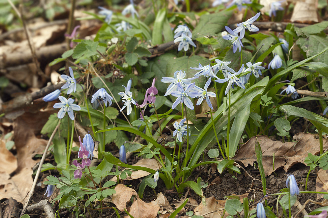 Изображение особи Scilla monanthos.