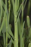 Glyceria notata