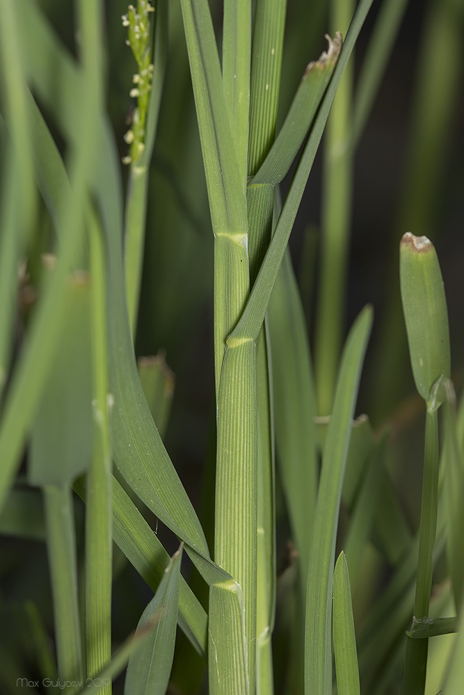 Image of Glyceria notata specimen.