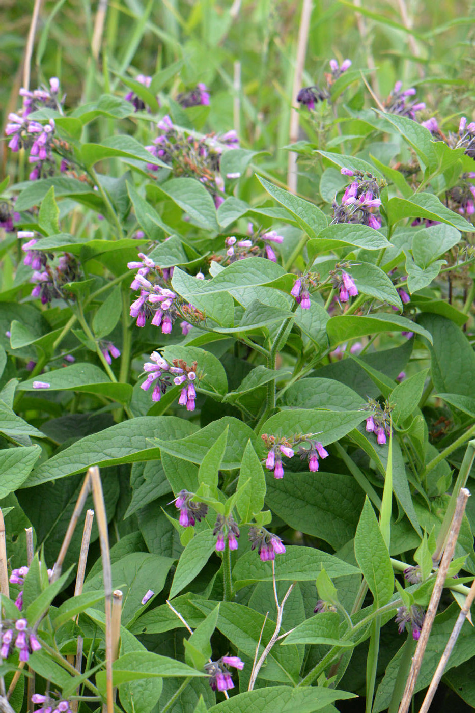 Image of Symphytum officinale specimen.