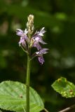 Dactylorhiza fuchsii