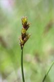 Carex leporina. Верхушка побега с отцветающими соцветиями. Ленинградская обл., Выборгский р-н, р. Вуокса, о. Тёмный, опушка соснового леса. 09.06.2019.