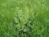 Rumex confertus