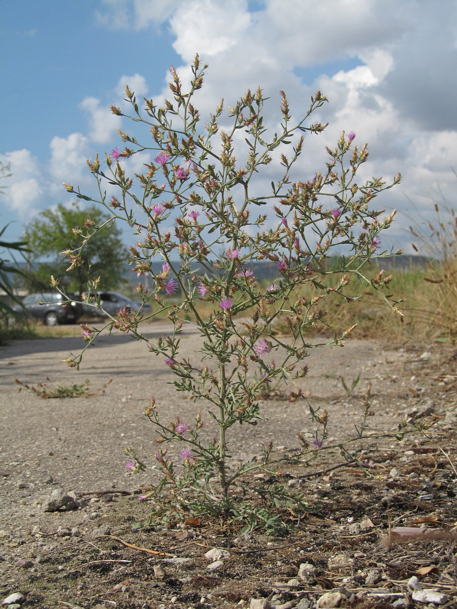 Image of Centaurea diffusa specimen.