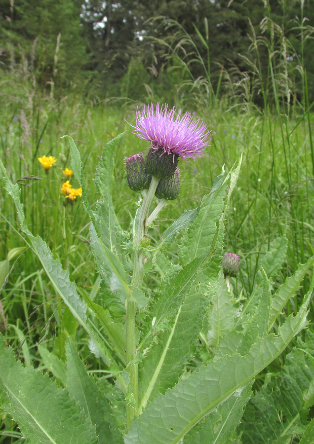 Изображение особи Cirsium helenioides.