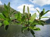 Salix taraikensis