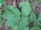 Heracleum carpaticum