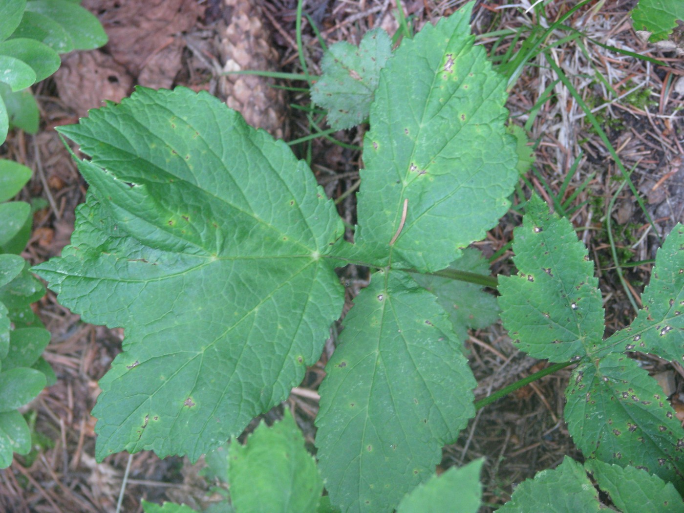 Image of Heracleum carpaticum specimen.