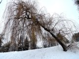 Salix × sepulcralis. Покоящееся дерево на берегу реки Городничанка. Беларусь, г. Гродно, парк Жилибера, в культуре. 24.12.2018.