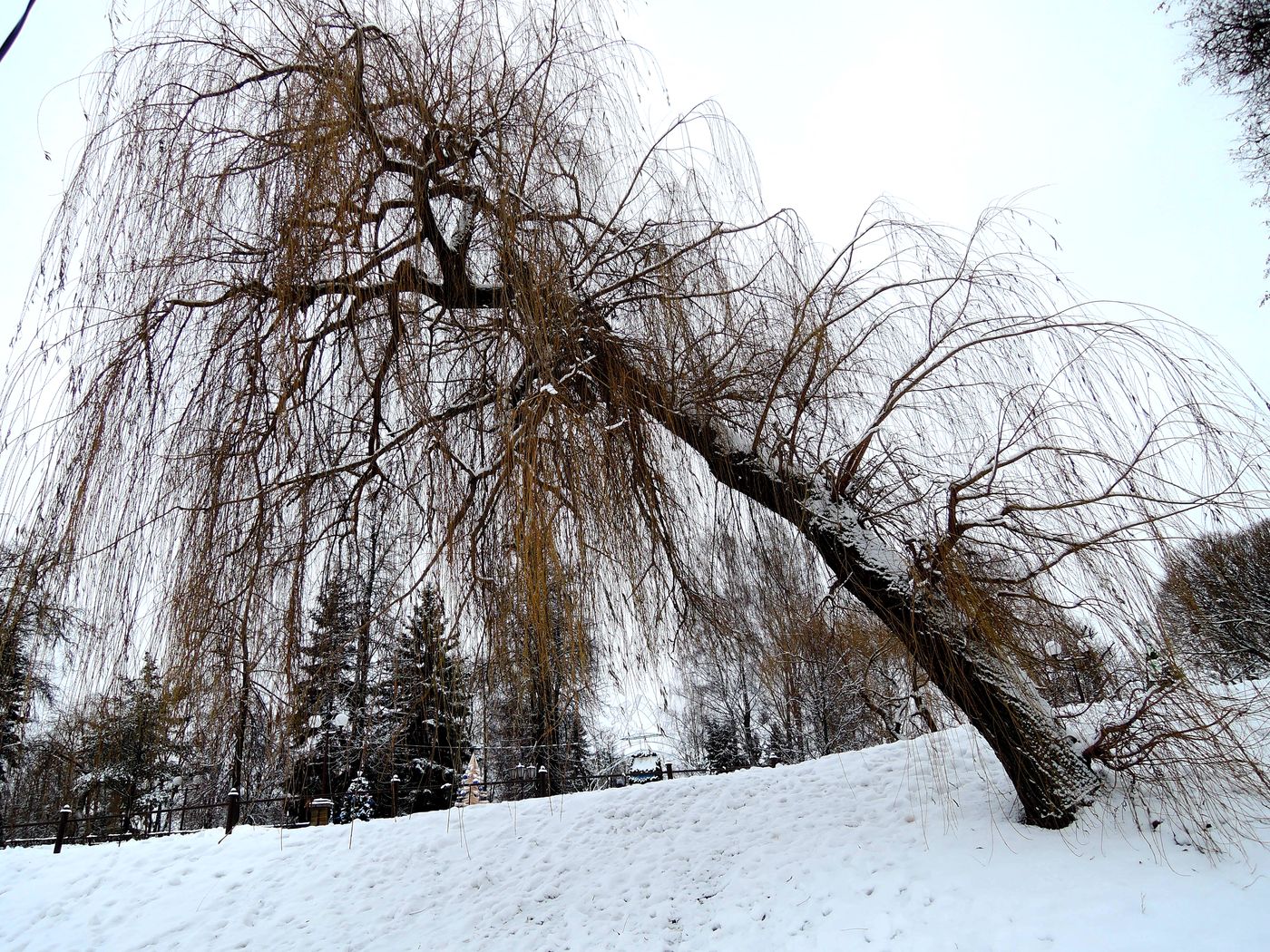 Image of Salix &times; sepulcralis specimen.