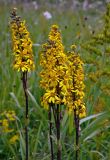 Ligularia sibirica