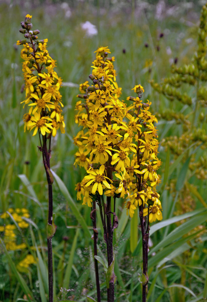 Image of Ligularia sibirica specimen.