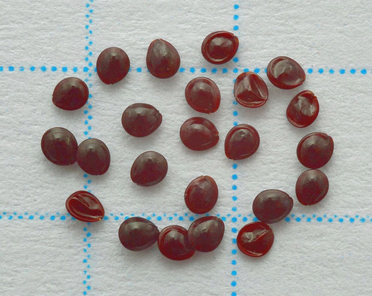 Image of Amaranthus powellii specimen.