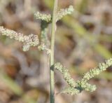 род Atriplex