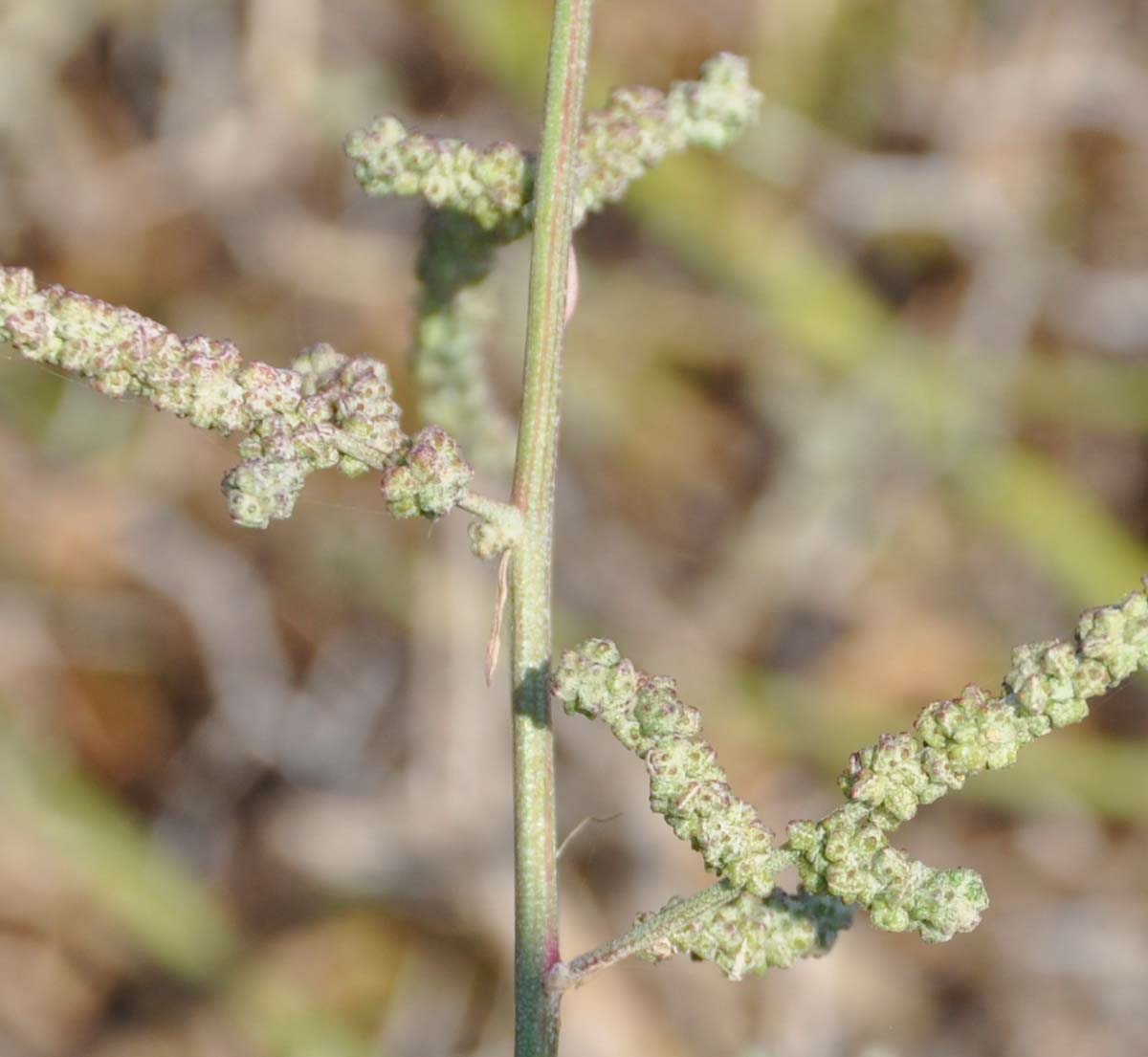 Image of genus Atriplex specimen.