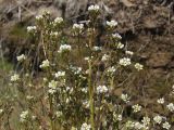 Cochlearia officinalis