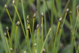 Trichophorum cespitosum. Верхушки плодоносящих растений. Сахалинская обл., Охинский р-н, окр. г. Оха, побережье Охотского моря, юго-западный берег залива Кету (Первая бухта). 24.07.2017.