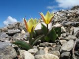 Tulipa berkariensis. Цветущие растения. Южный Казахстан, Таласский Алатау, запов. Аксу-Джабаглы, пер. Улькен-Каинды, ≈ 2800 м н.у.м., щебнистый склон сев. экспозиции. 12 июня 2019 г.