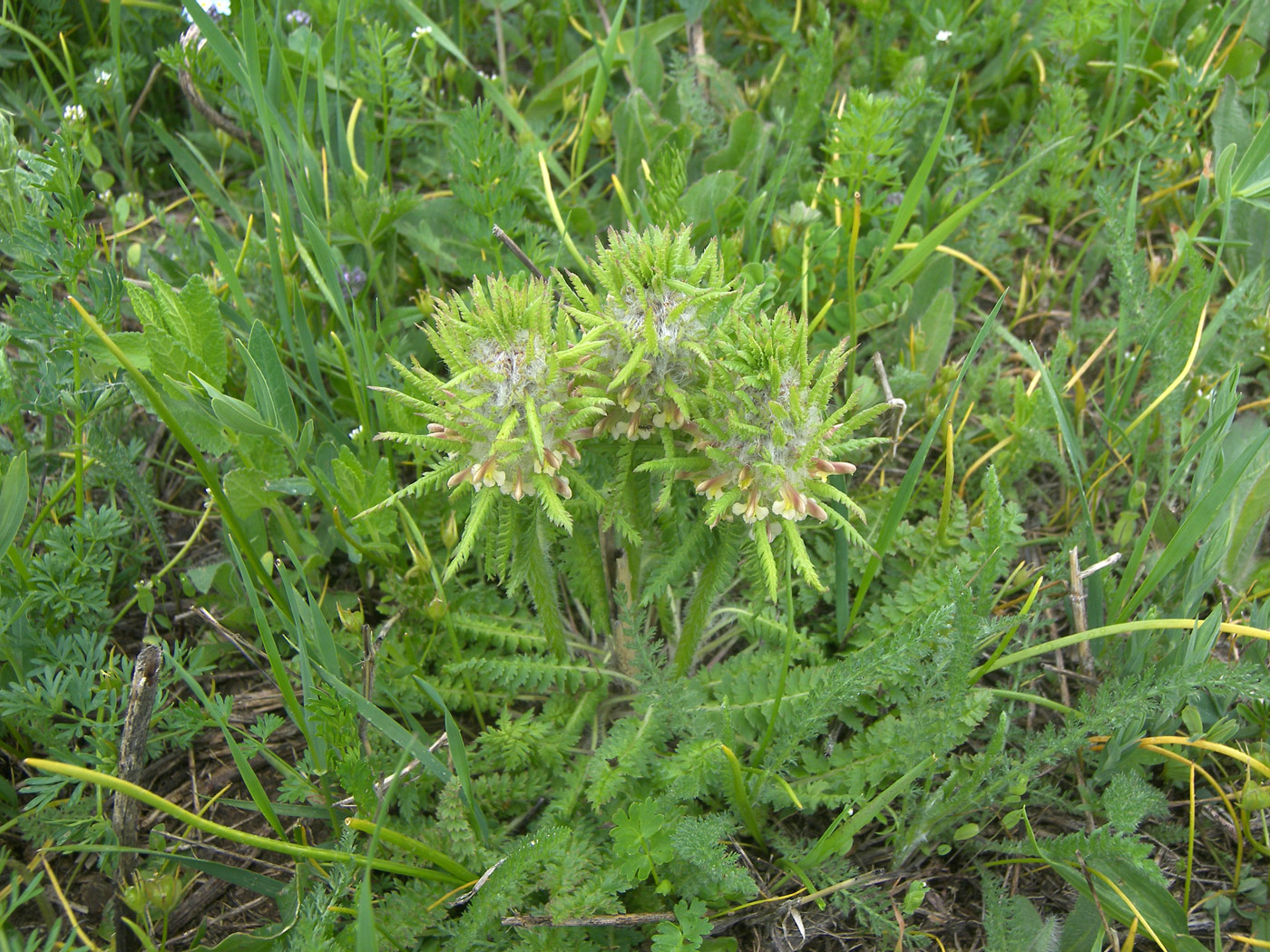 Image of Pedicularis wilhelmsiana specimen.