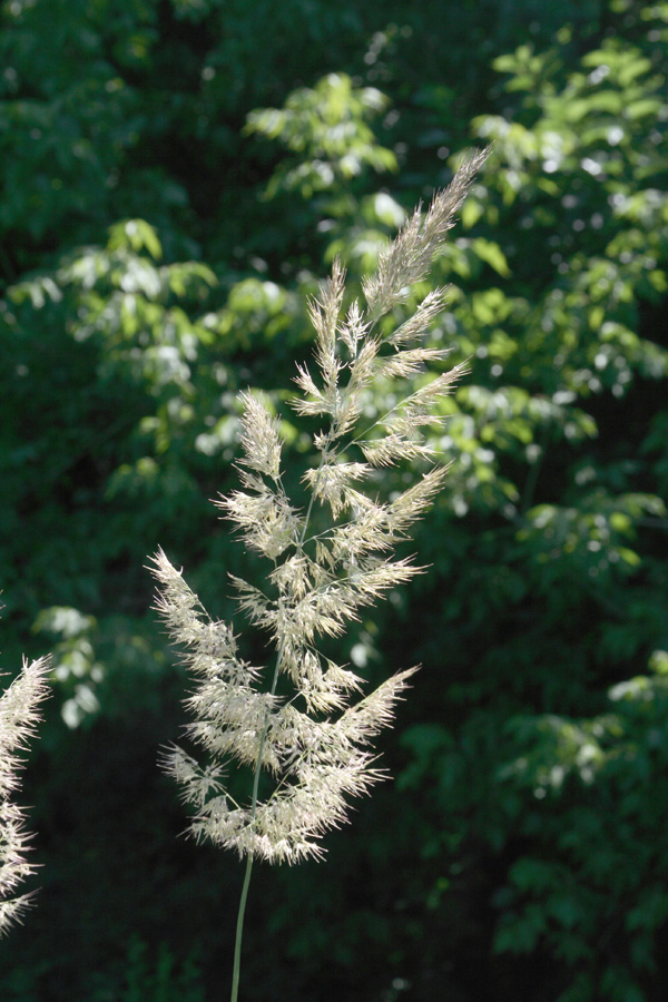 Image of Calamagrostis epigeios specimen.