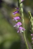 Spiranthes australis