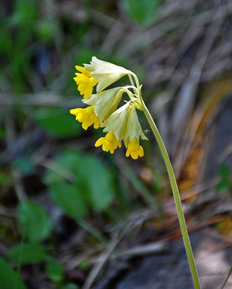 Image of Primula macrocalyx specimen.