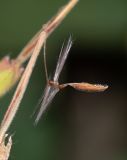 Image of taxon representative. Author is Татьяна Мальчинская