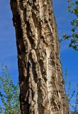 Populus laurifolia. Часть ствола. Алтай, Кош-Агачский р-н, долина р. Чаган-Узун, ≈ 1700 м н.у.м., пойменная терраса. 12.06.2019.