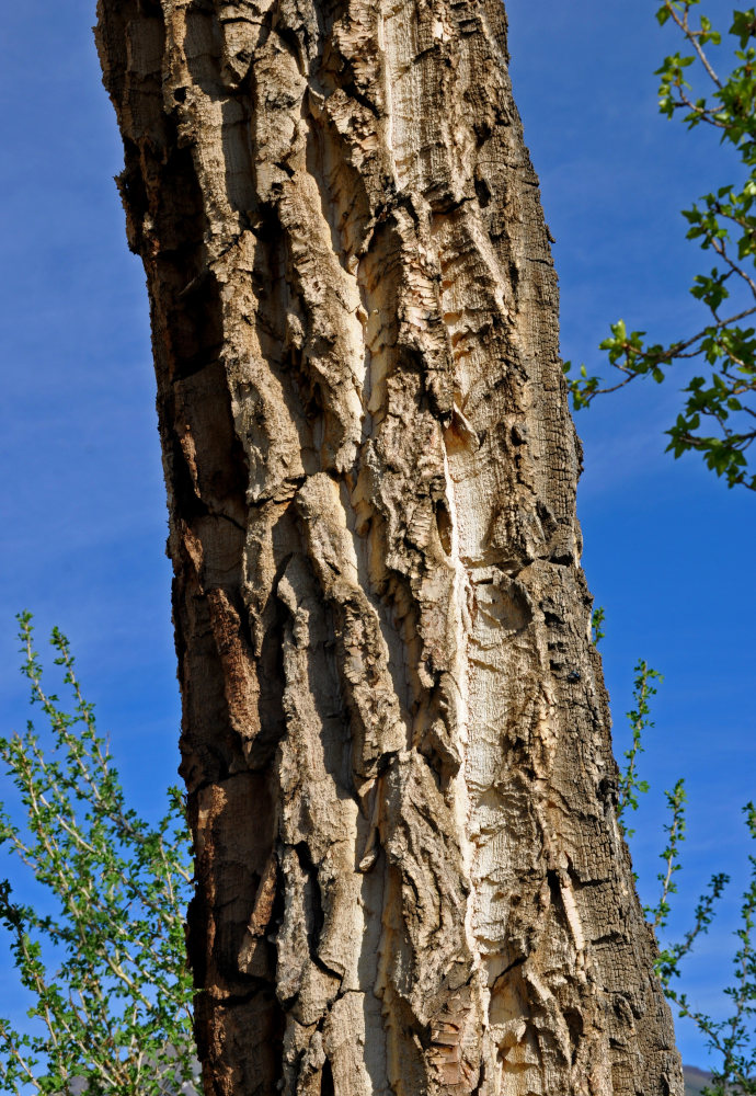 Image of Populus laurifolia specimen.