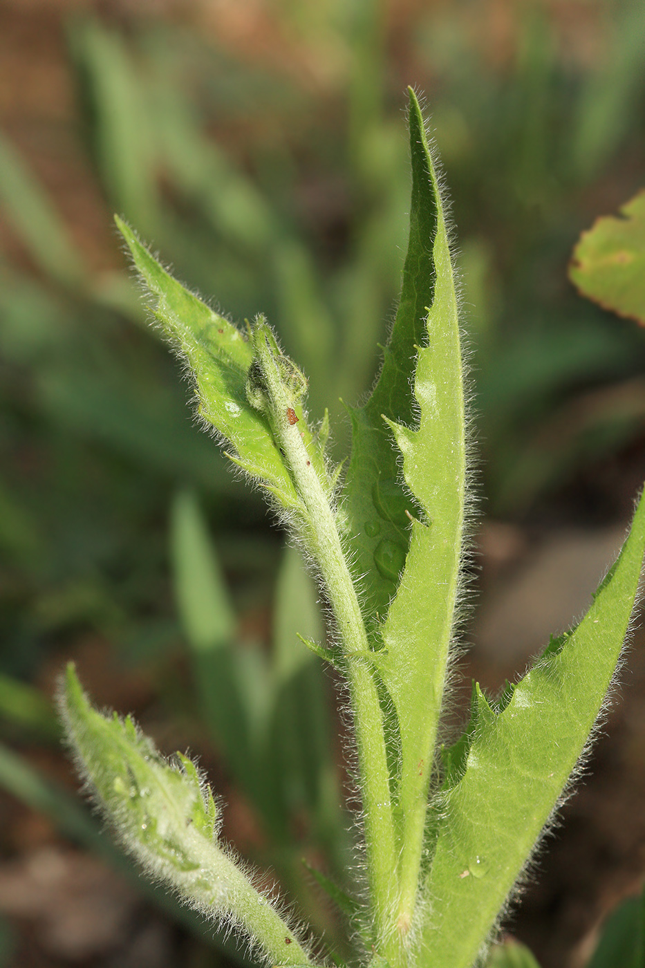 Изображение особи род Hieracium.