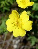 Potentilla nivea