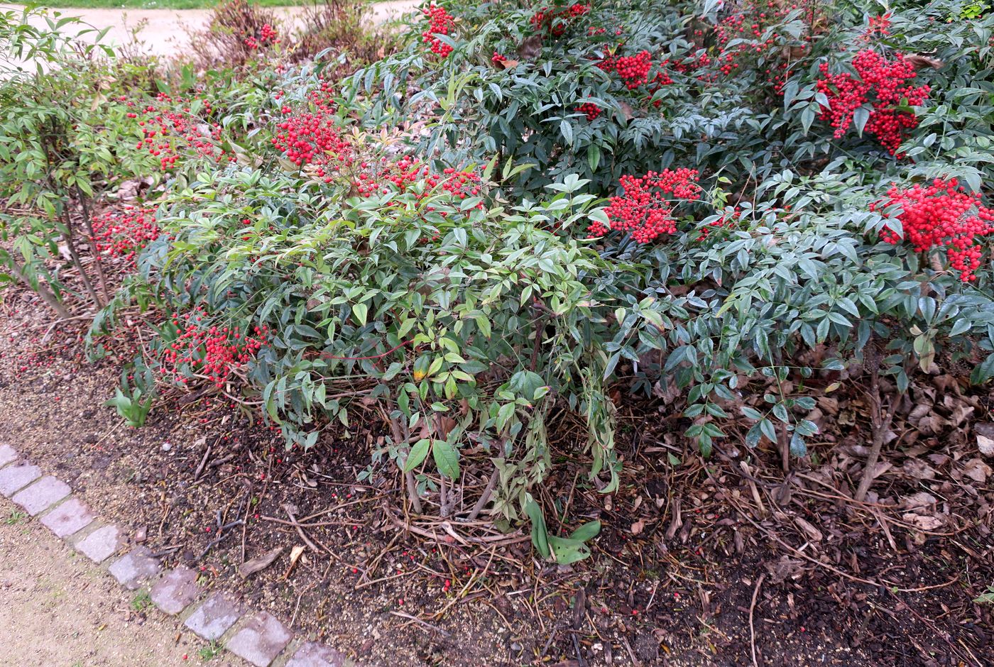 Image of Nandina domestica specimen.