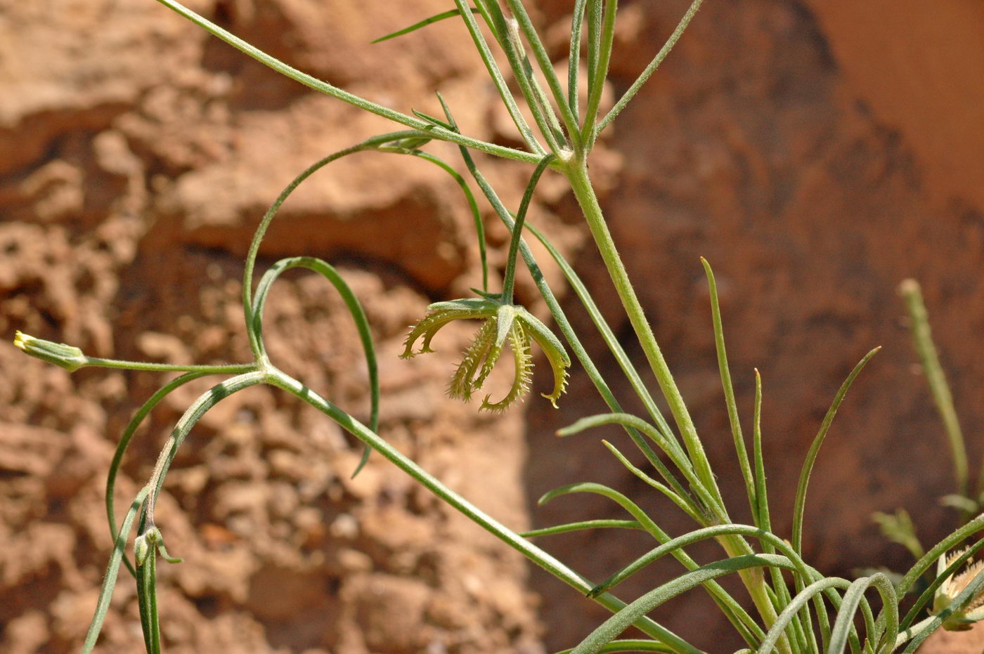 Изображение особи Koelpinia linearis.