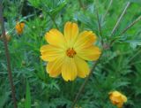 Cosmos sulphureus. Соцветие. Крым, Симферополь (в культуре). 12 июля 2010 г.