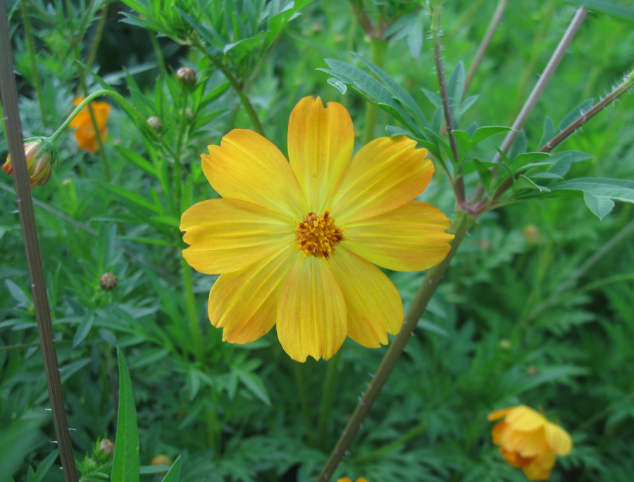 Image of Cosmos sulphureus specimen.