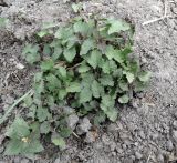 семейство Lamiaceae